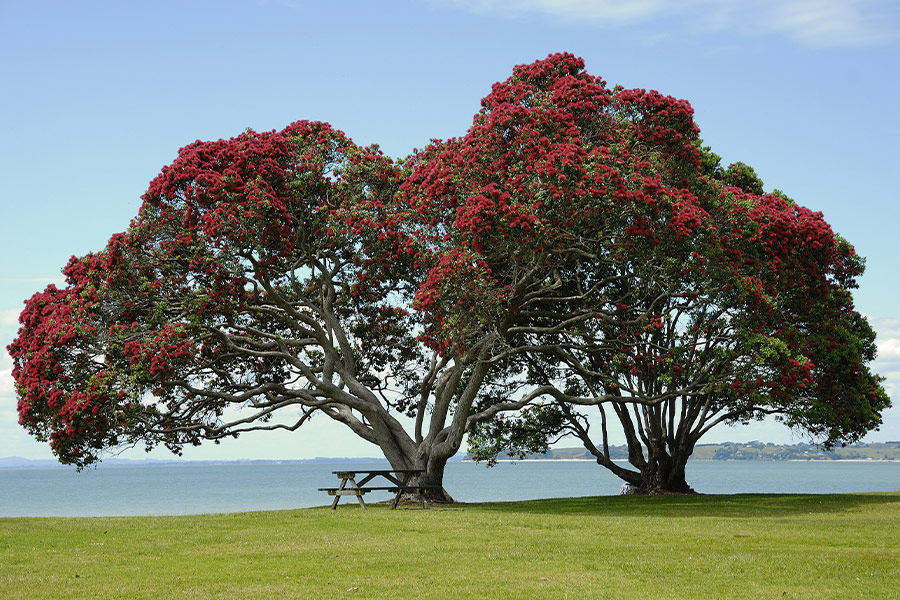 Tree blossom red crown flowers