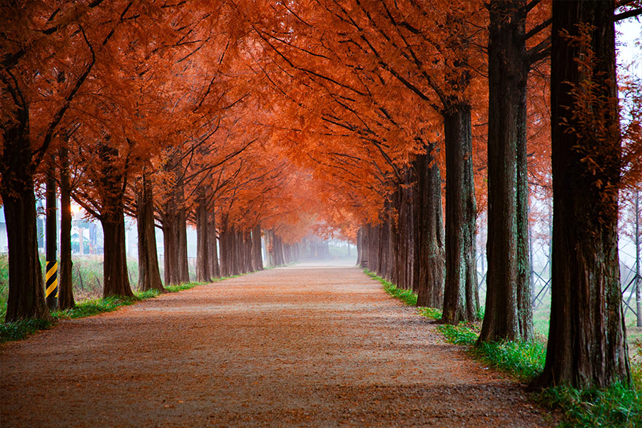 Road with red leaves trees