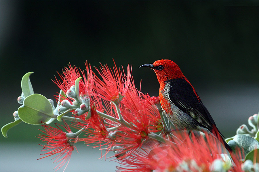 Bird flower