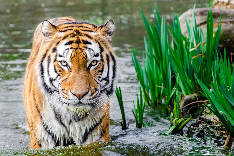Tiger in the water lake