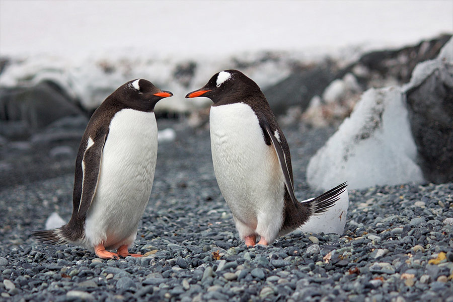 Focus photography of two penguins