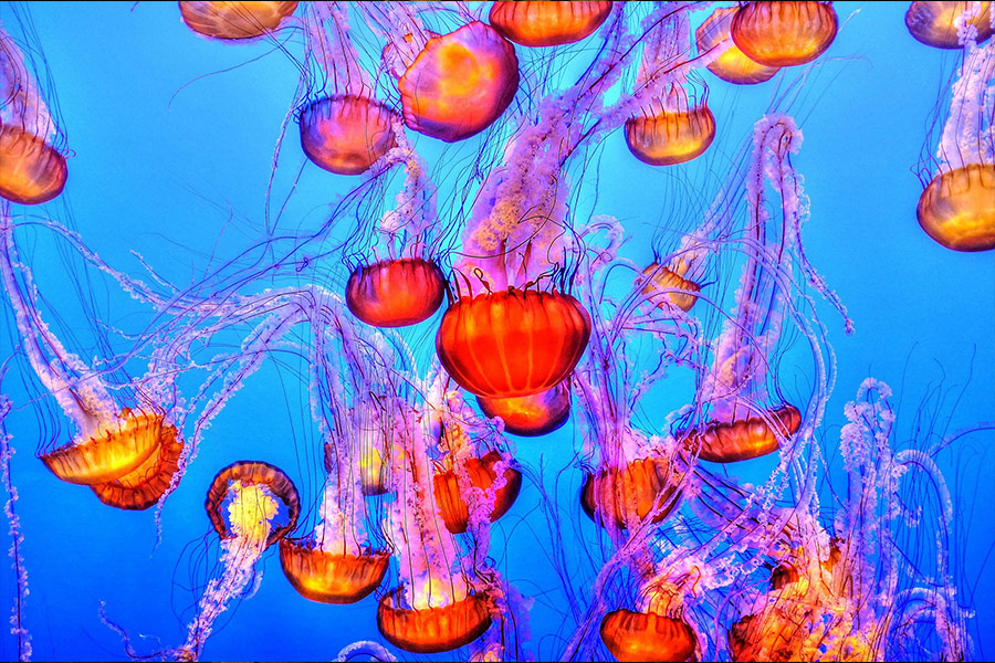 Jelly fish