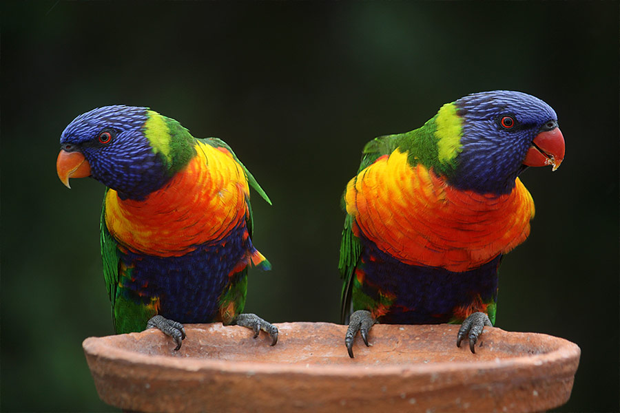 Blue green and orange parrot