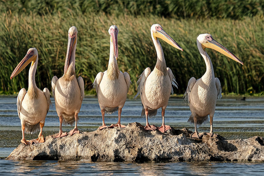 Great white pelicans Danube Delta