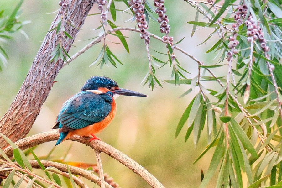 King fisher