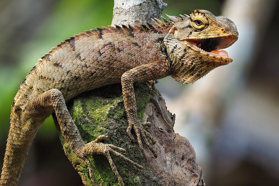 Iguana Salamanders fence hue
