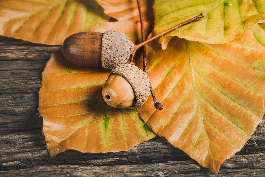 Autumn season acorns leaves foliage