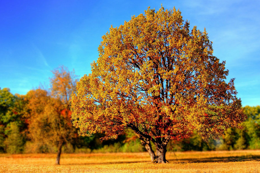 Tree fall colors leaves