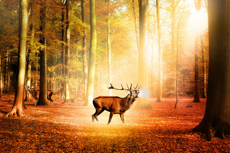 Nature forest sun deer trees