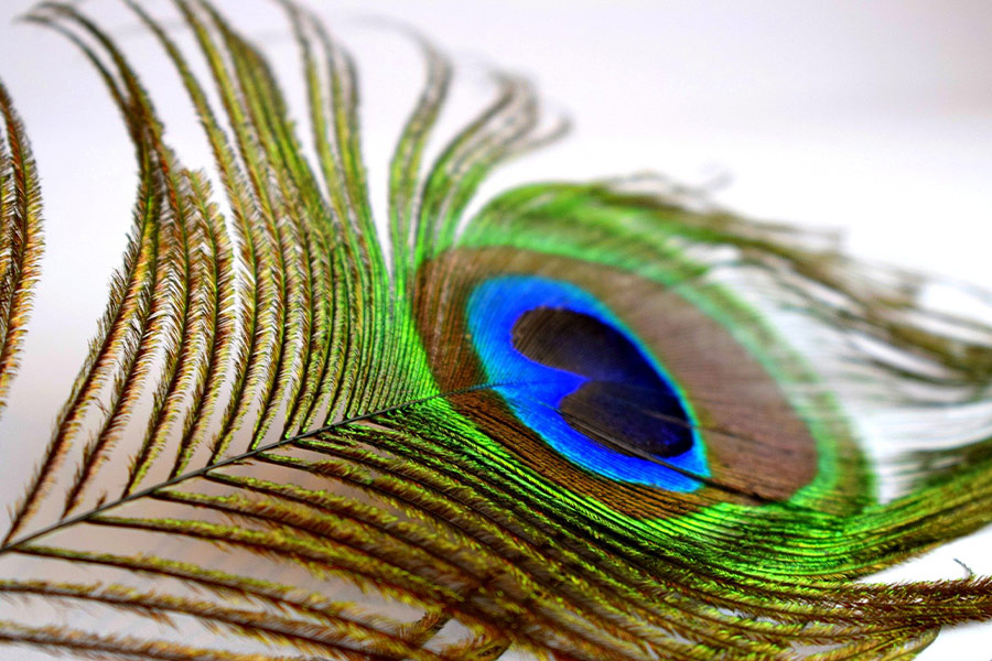 Peacock feather