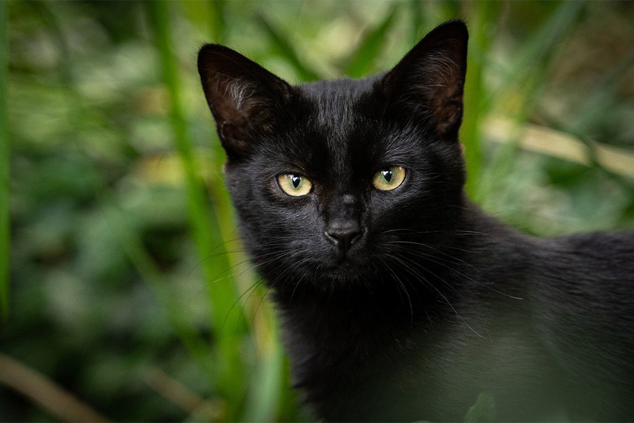 Black pet domestic cat