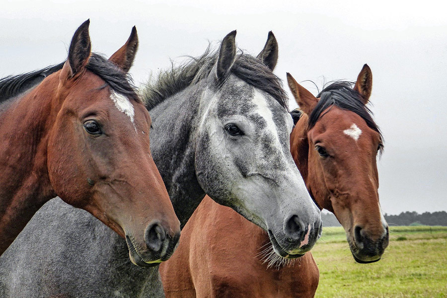 Horses head animals