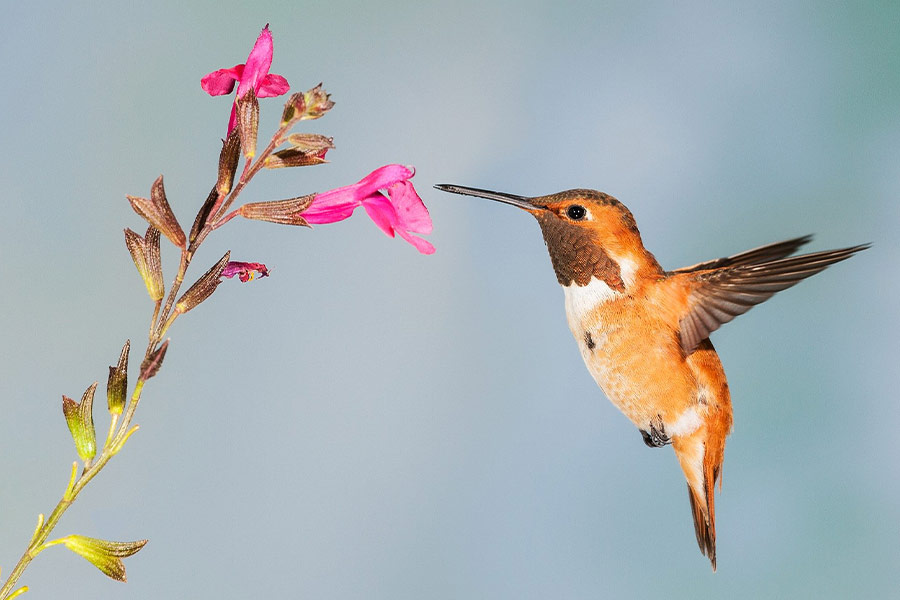 Humming bird nature