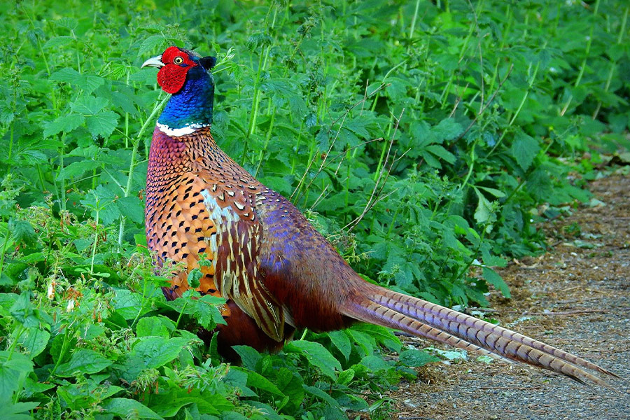 Male pheasant bird animal