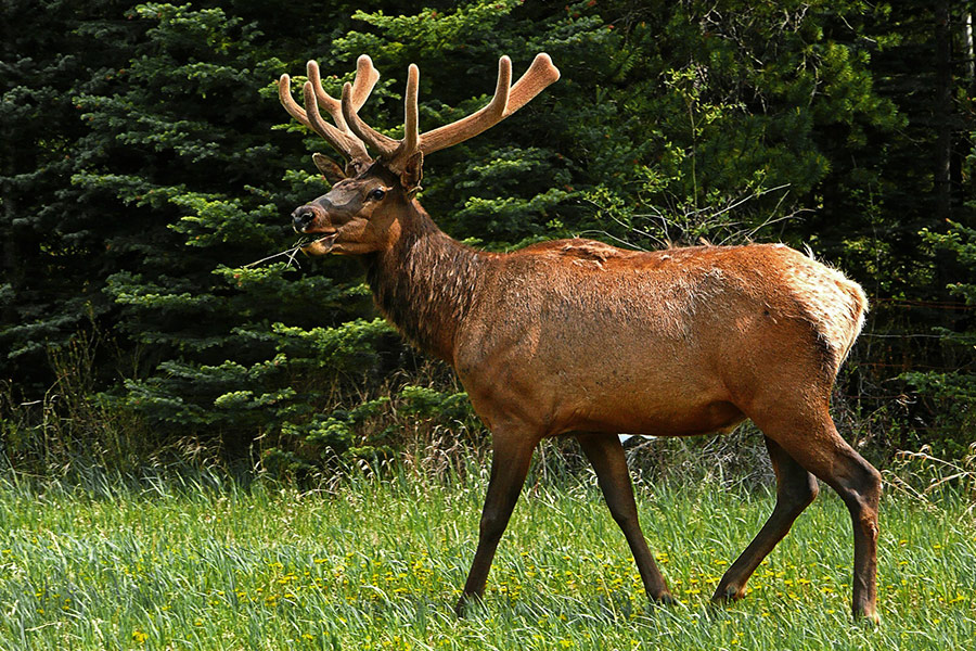Elk deer antlers wildlife mammal
