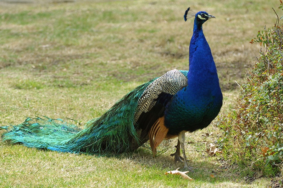 Peacock bird walking fantail