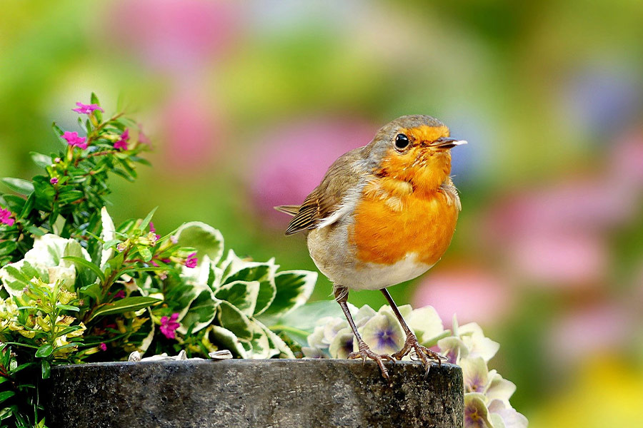 Songbird robin erithacus rubecula