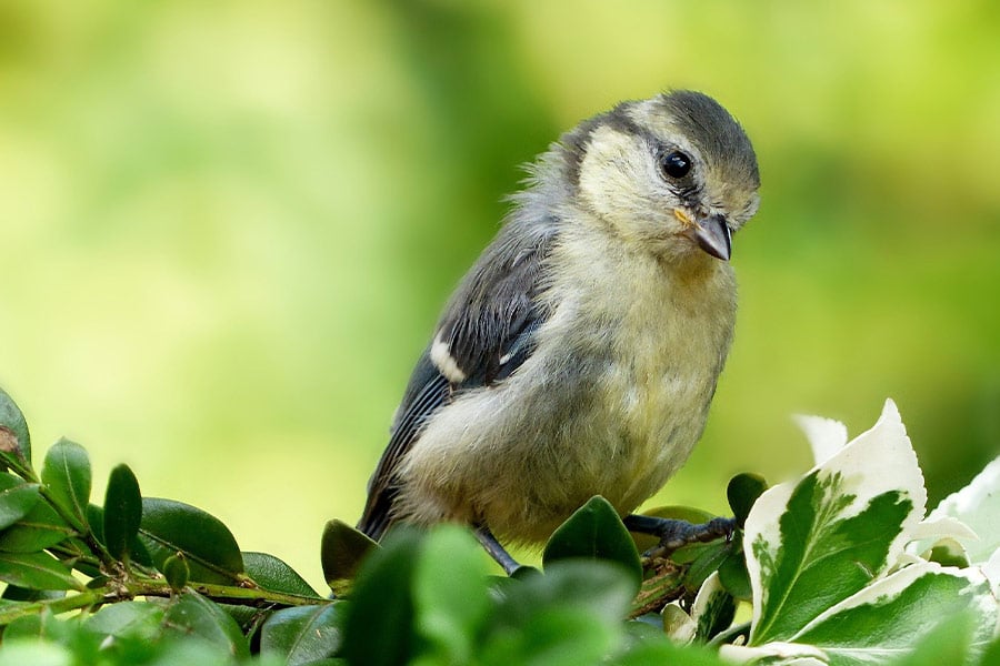 Young tit blue animal bird