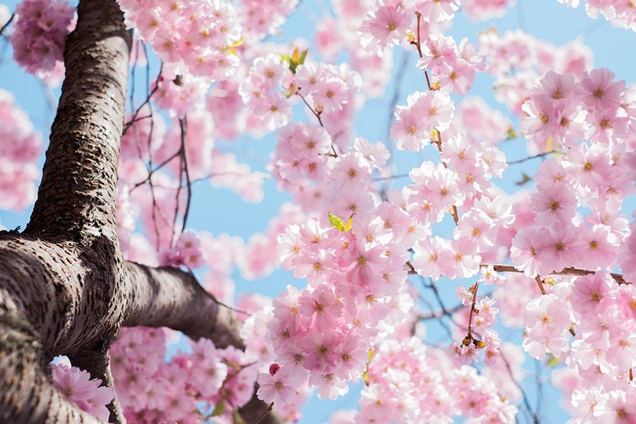 Low angle photo cherry blossoms Stockholm Sweden