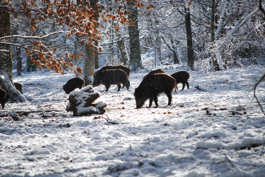 Boars on snow near trees