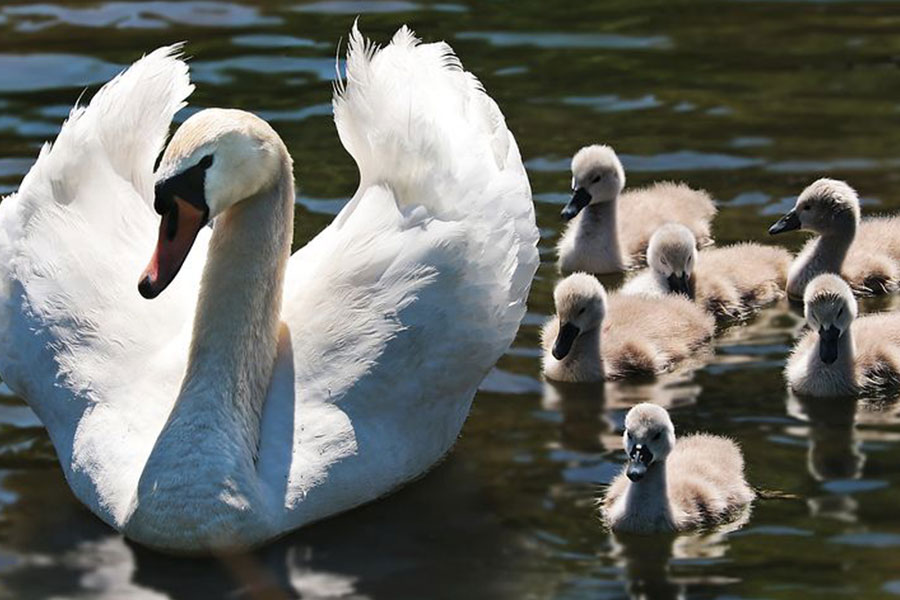 Mother swan with little ones
