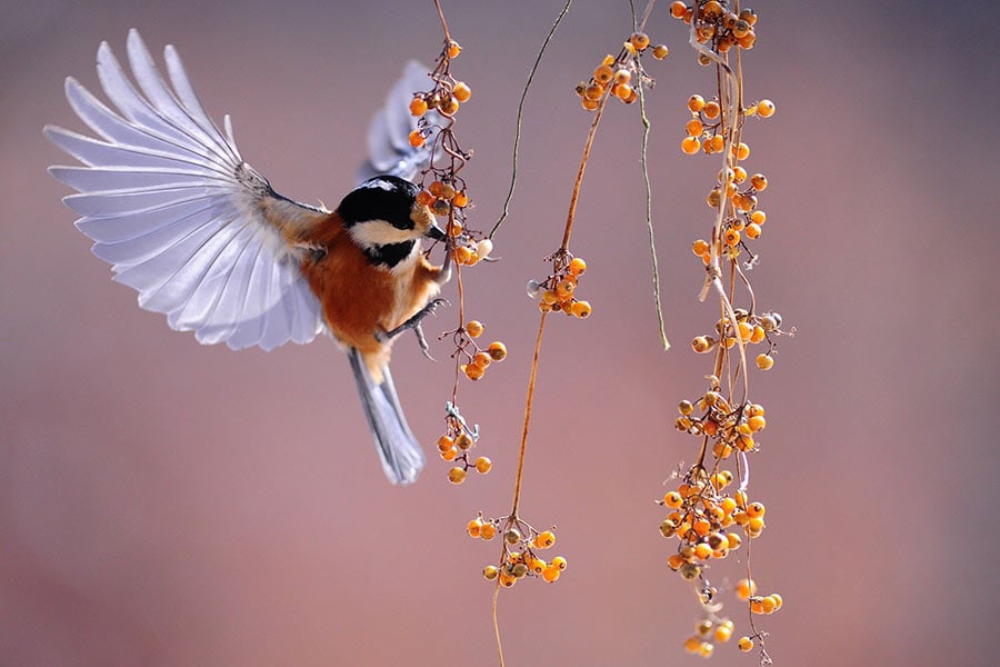 Bird wings fluttering nature animals berries