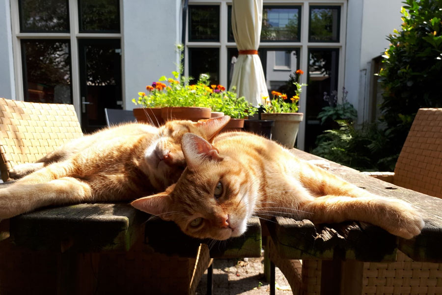 Cats chilling in the sun