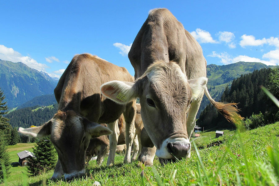 Austria cows pasture