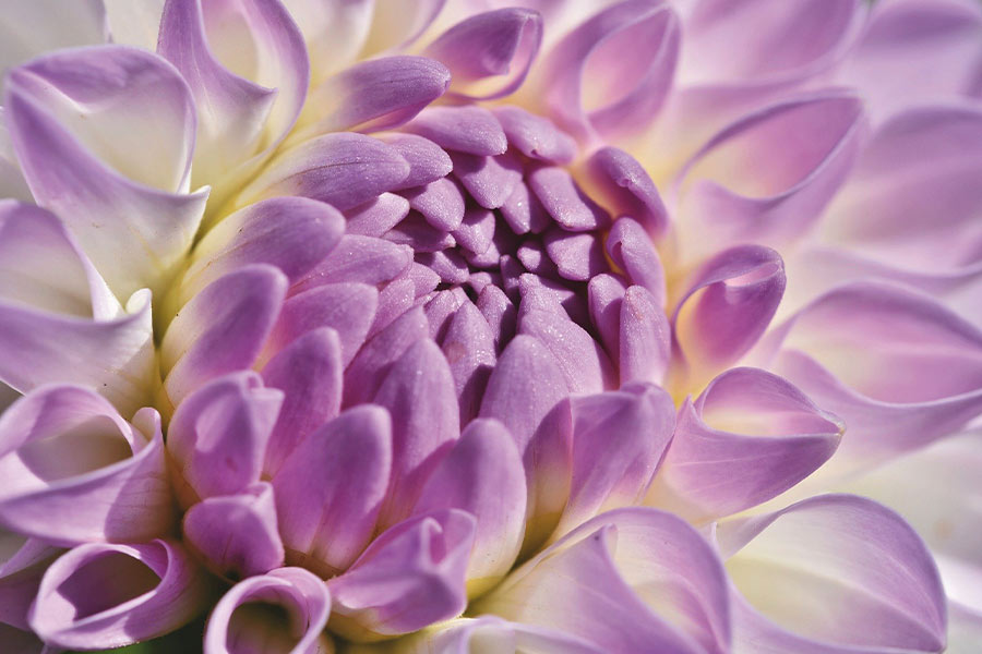 Dahlia bud flower