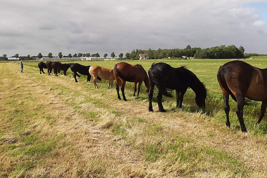 Horses also keeps 1.5 meters distance