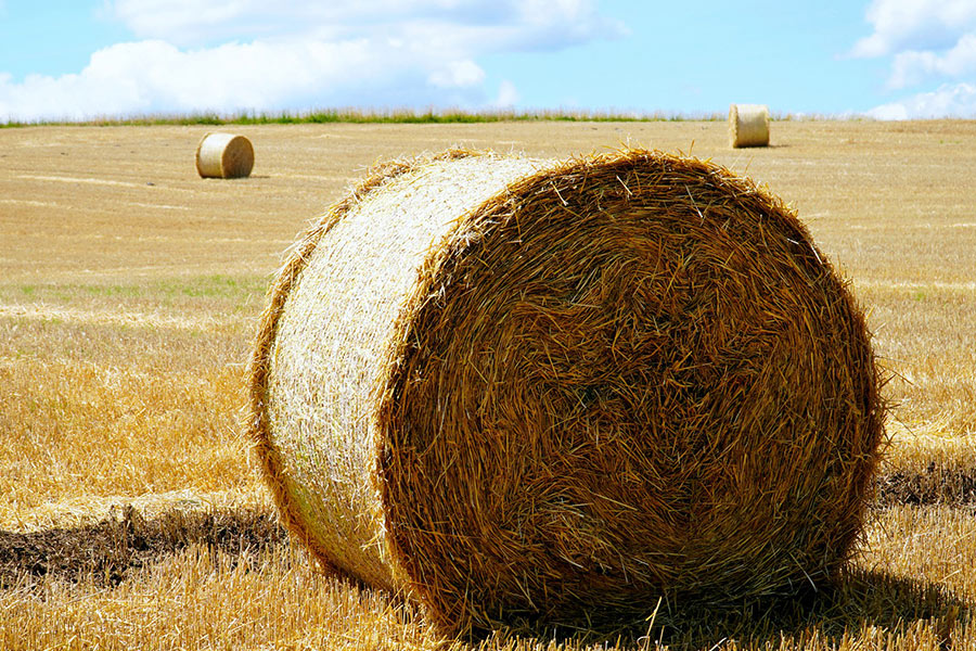Straw hay harvest agriculture field
