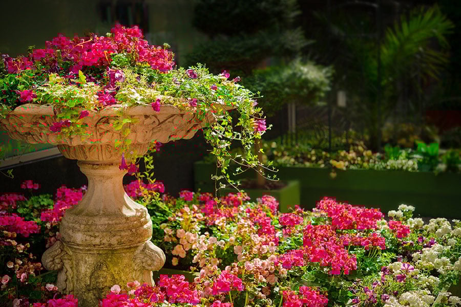 Nature flowers garden