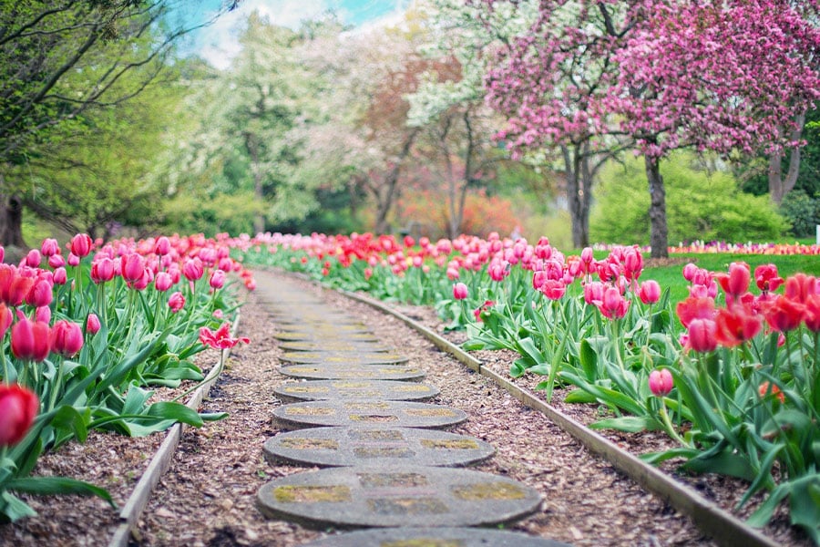 Pink tulips pathway spring time