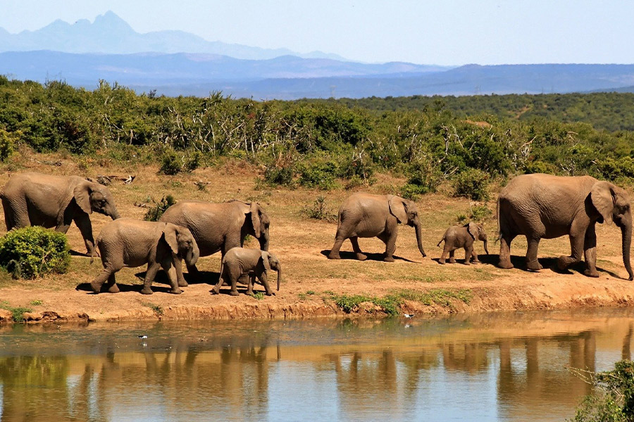 African bush herd elephant