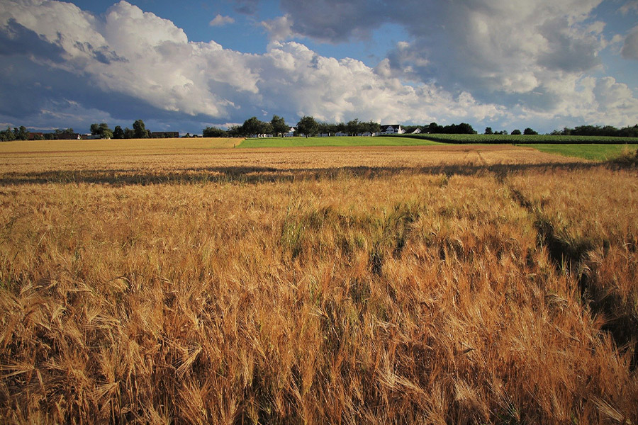 Wheat corn summer grow