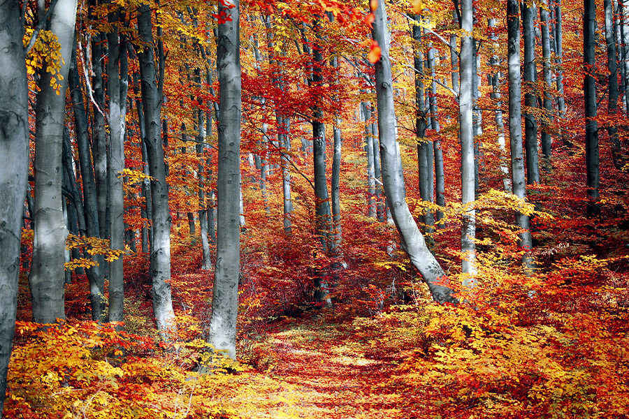 Autumn colorful season nature
