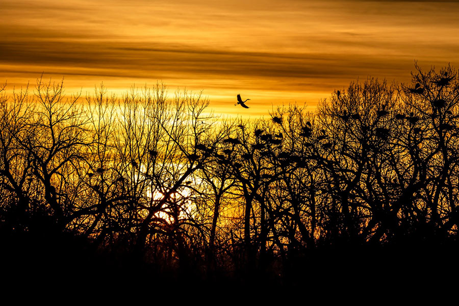Blue heron and nest St. Vrain State Park Colorado