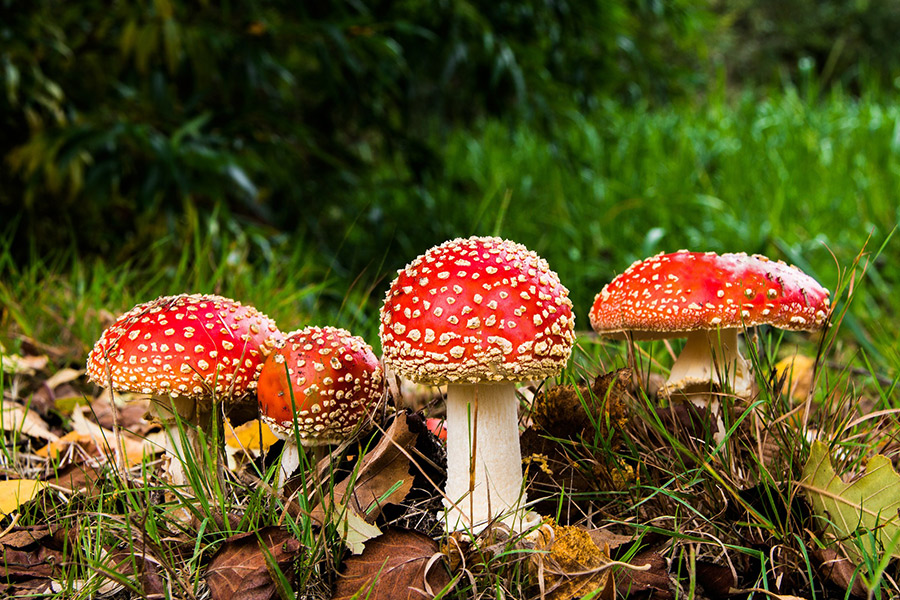 Matryoshka red fly agaric forest mushroom