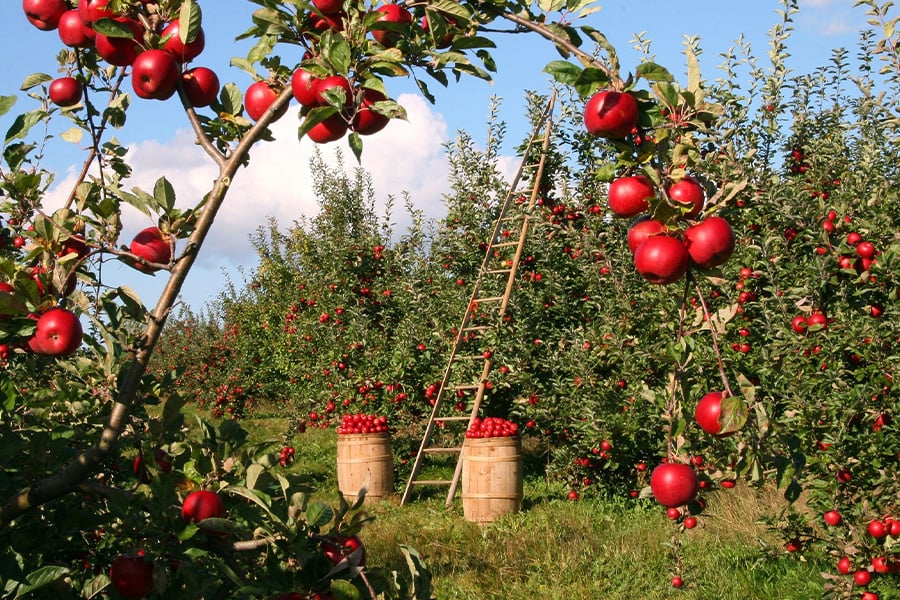 Apple orchard
