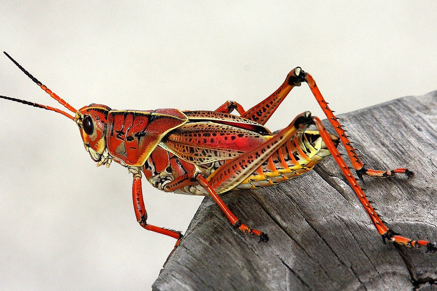 Nice red color grasshopper