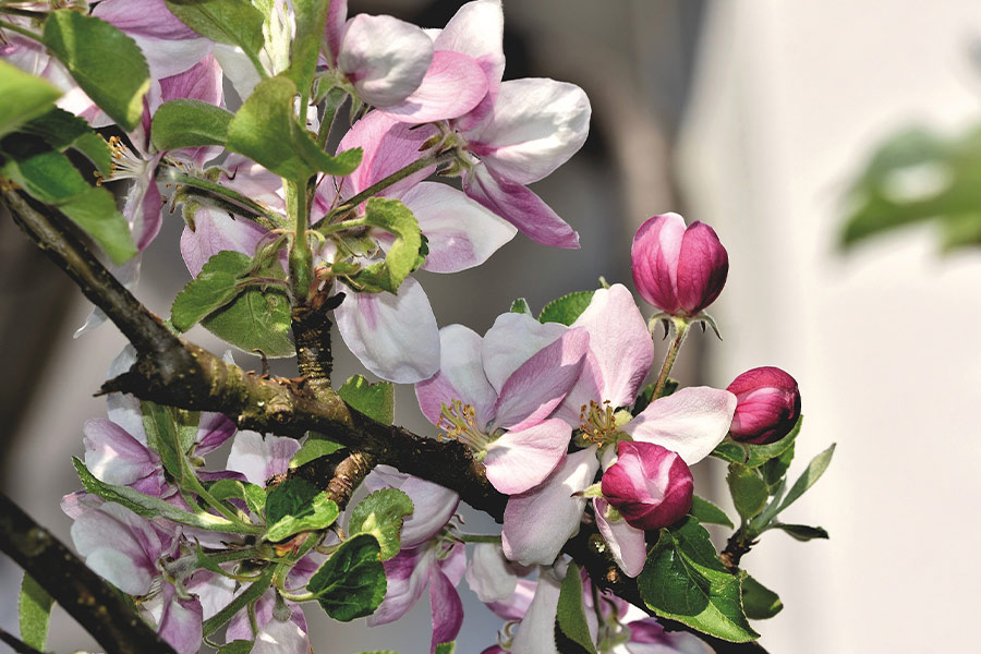 Apple flowers blossom