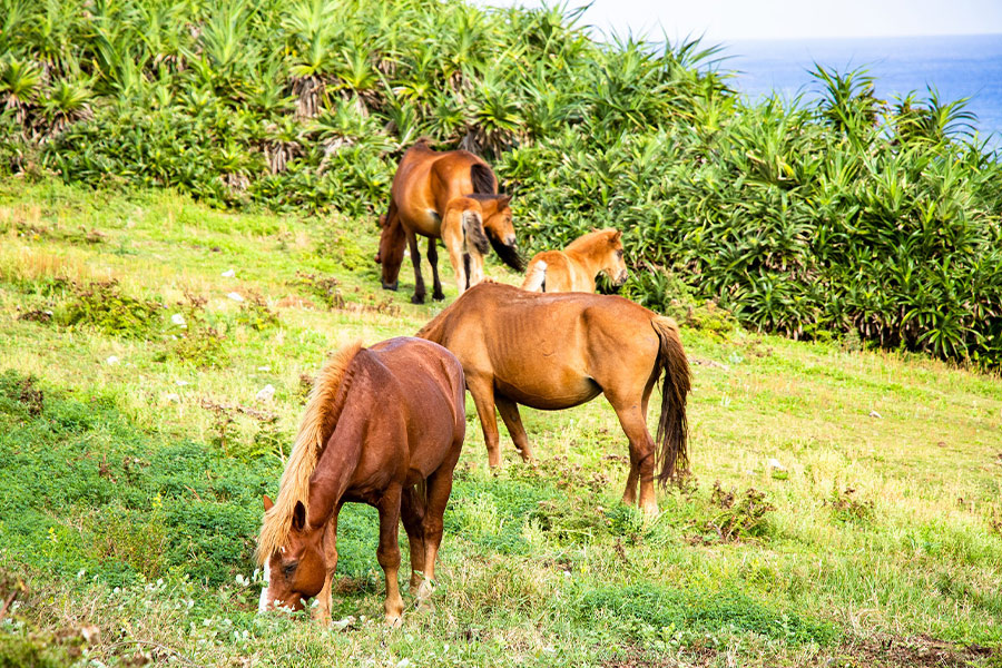 Landscape parent foal horse