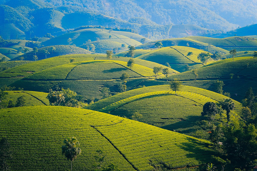 Mountains and hills tea the leaves