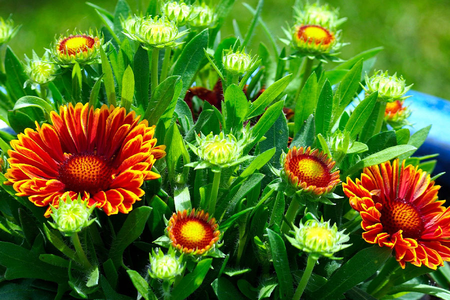 Flora blanket blossom flower