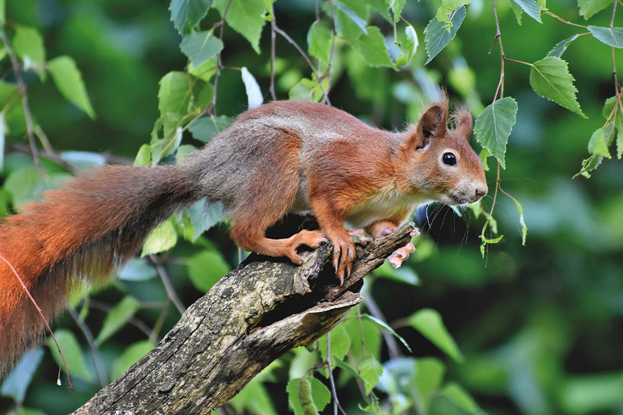 Verifiable kitten rodent nager squirrel