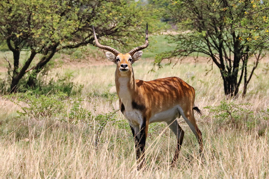 Lechwe bull horns marsh antelope