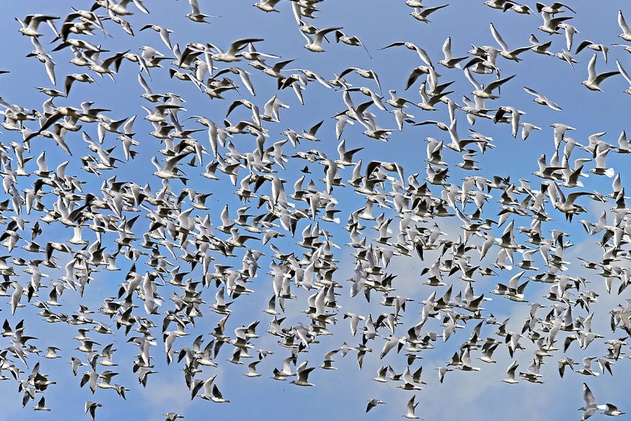 Flock of birds