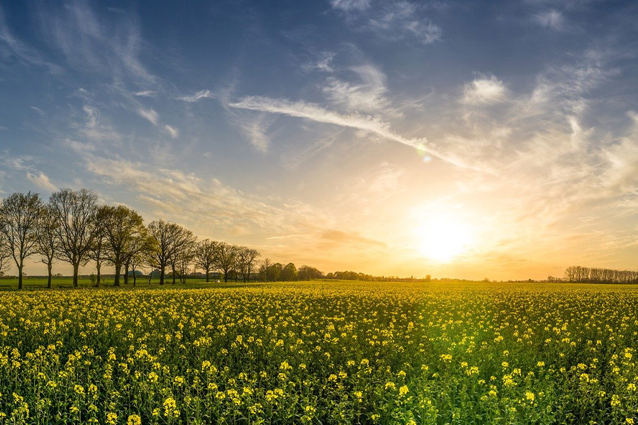 Fields of rapeseeds