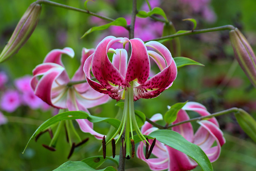 Close up red lily flowers