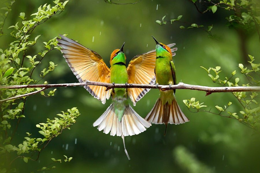 Flycatcher rainbow birds